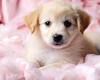 cute puppys world 3