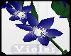 (V) blue flowering vine