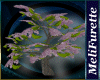 ~*Natural Tree Lilac