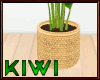 Banana leaf plant