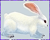 Rabbit Animated