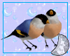 Blue Love Birds