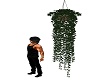 Hanging Ivy Pot 1
