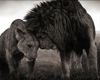 Lions Embrace