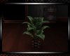 *Fallin Plant 3