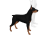 Dobermann Dog Pet