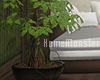 [ymd] AX_bonsai