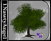 (1NA) Tree 2