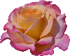 :) Pink - Yellow Rose