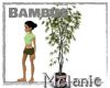 Bambus