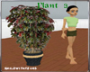indoor plant 3