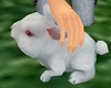 !Cute Animated Bunny!