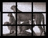 cheetahs in rain