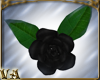 VA ~ Black Floor Roses