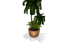 Plant Palms1