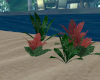 (S)Tropical plants