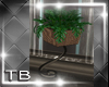[TB] Caressa Plant 2