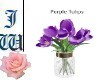 JW Purple Tulips