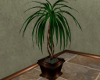 (SL) Spa Plant 2