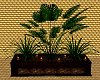 *A*Tall Green Plant