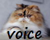 Cat Voicebox 25 Triggers
