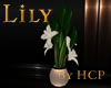 HCP LILY