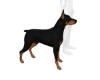 Dobermann Dog Pet