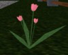 pink tulips