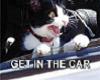 sticker cat in car