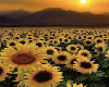 Background Sunflower