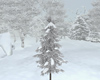 Snow fir tree white