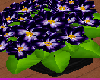 [TGUU]Guu Violets