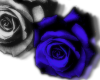 plue & black roses