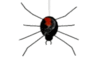 Bouncing Spider  2ps