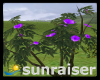 !SR! purple flower  tree