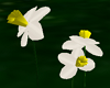 Daffodills