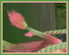 Coral Sage Tail 2a