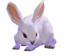 <Pp> Lilac Bunny