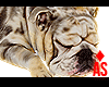 Adopt Adult Bulldog
