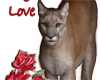 Cougar Love