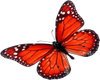 Red Butterflies Sticker
