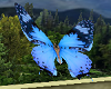 Light  Blue Butterflies