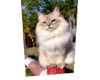 Cat 5