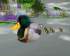 Duck with Ducklings