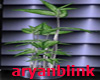 ~ARY~ Chill Out Plant
