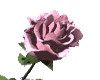(SW)pink rose