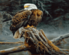 Eagle Canvas 1