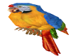Macaw Parrot  animated