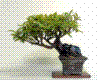 Bonsai tree 4