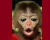 monkey picture 2